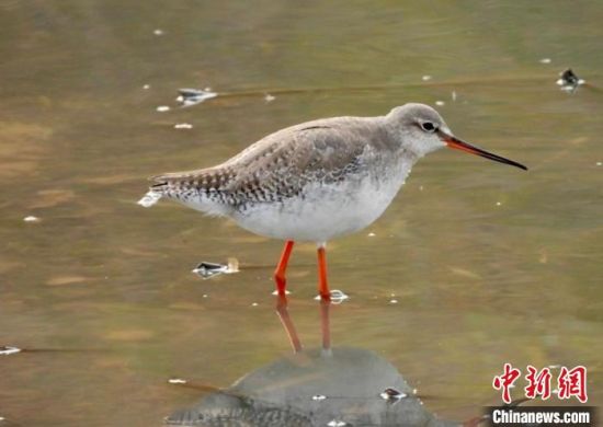 图为在江西鄱阳湖南矶湿地国家级自然保护区内栖息的鹤鹬。　金鑫 摄
